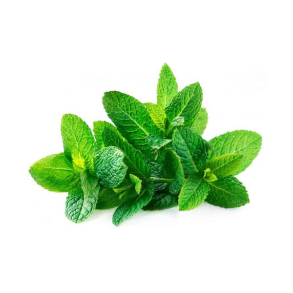 Fresh Mint / Podina